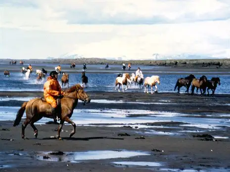 Sommerkurset Oplev Islands natur og kultur til hest